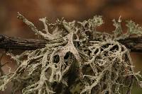 Evernia prunastri image