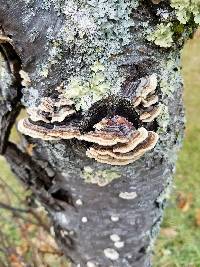 Trametes versicolor image