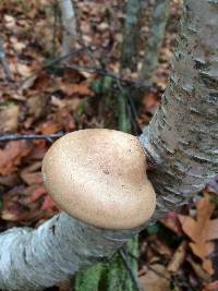 Fomitopsis betulina image