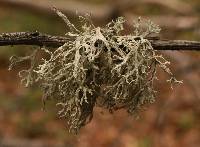 Evernia prunastri image