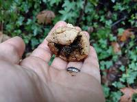 Geastrum saccatum image