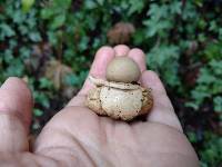 Geastrum saccatum image