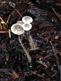 Dendrocollybia racemosa image