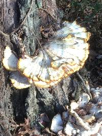 Laetiporus sulphureus image