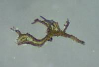 Zahlbrucknerella calcarea image