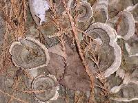 Trametes versicolor image