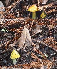 Hygrocybe singeri image