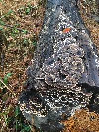 Trametes versicolor image