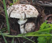 Chlorophyllum brunneum image