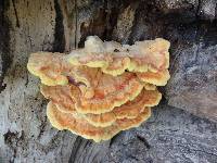 Laetiporus gilbertsonii image