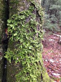 Lobaria pulmonaria image