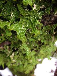 Lobaria pulmonaria image