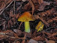 Hygrocybe singeri image