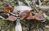 Psathyrella bipellis image