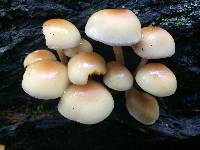 Hypholoma fasciculare image