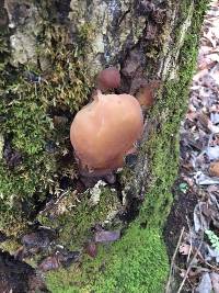 Auricularia auricula-judae image