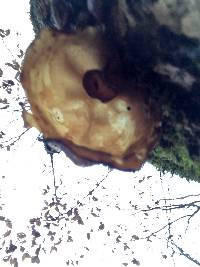 Auricularia auricula-judae image