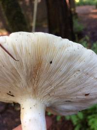 Leucopaxillus gentianeus image