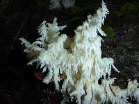 Hericium coralloides image