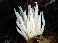 Clavaria fragilis image