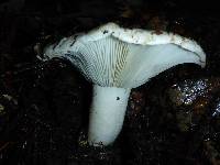 Russula brevipes image