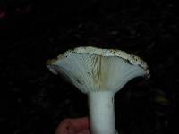 Russula brevipes image