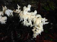 Hericium coralloides image