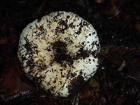 Russula brevipes image