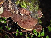 Phellinus gilvus image