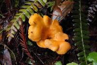 Cantharellus formosus image