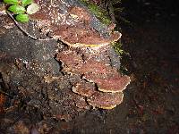 Phellinus gilvus image