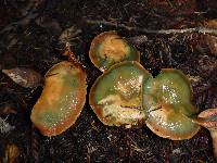 Lactarius deliciosus image