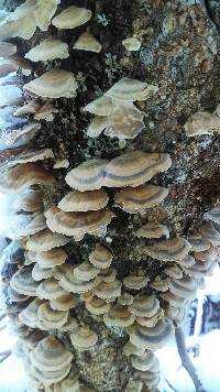 Trametes versicolor image