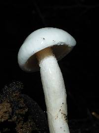 Hygrophorus eburneus image