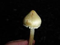 Inocybe sororia image