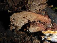 Phellinus gilvus image