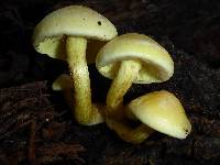 Hypholoma fasciculare image