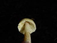 Inocybe sororia image