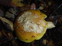 Amanita calyptroderma image