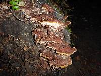 Phellinus gilvus image