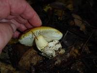 Amanita calyptroderma image