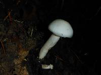 Hygrophorus eburneus image