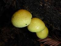 Hypholoma fasciculare image