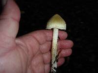 Inocybe sororia image