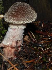 Armillaria sinapina image