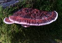 Fomitopsis cajanderi image