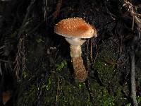 Armillaria sinapina image