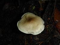 Tricholoma saponaceum image