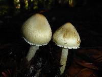 Inocybe sororia image