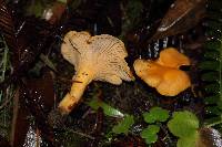 Cantharellus formosus image